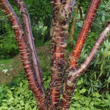 Prunus serrula Amber Scots - Tibetan Cherry