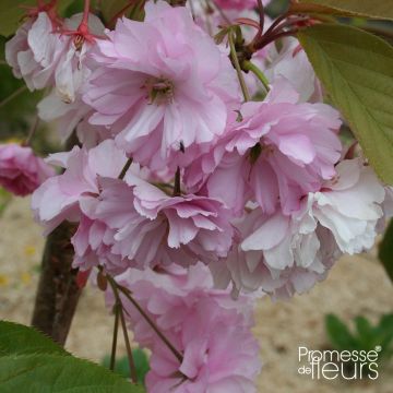 Prunus serrulata Pink Perfection - Japanese Cherry