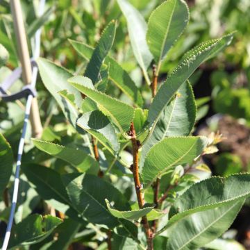 Prunus tenella Fire Hill