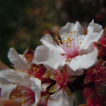Prunus tomentosa - Nanking Cherry
