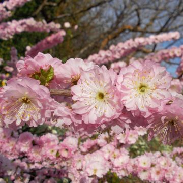Prunus triloba Multiplex - Flowering Almond
