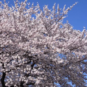 Prunus  yedoensis - Yoshino Cherry