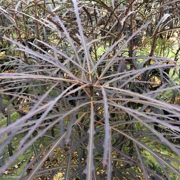 Pseudopanax lessonii Bronze Eagle