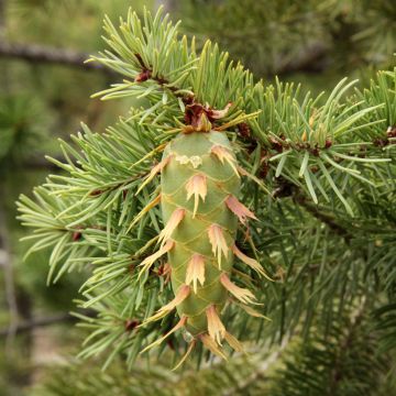 Pseudotsuga menziesii - Douglas Fir