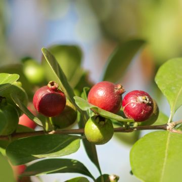 Psidium cattleianum (cattleyanum) Sabine 