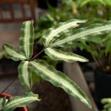 Pteris nipponica - White-striped Cretan Brake