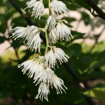 Pterostyrax hispida - Epaulette Tree