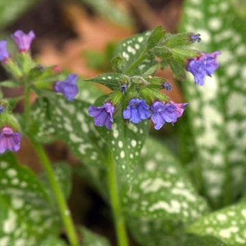 Pulmonaria Twinkle Toes - Lungwort