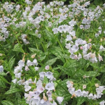 Pulmonaria Opal - Lungwort