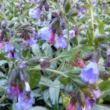 Pulmonaria Samurai - Lungwort