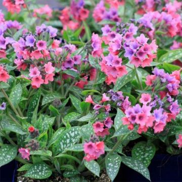 Pulmonaria Shrimps on the Barbie - Lungwort