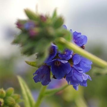 Pulmonaria longifolia E.B Anderson - Lungwort