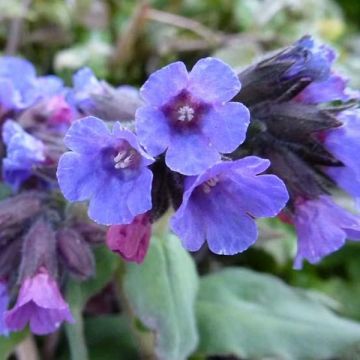 Pulmonaria officinalis - Lungwort