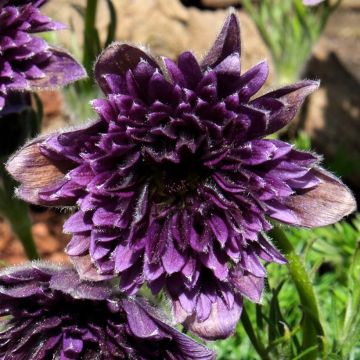 Pulsatilla vulgaris Fairy Dreams