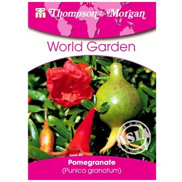 Punica granatum - Pomegranate Seeds