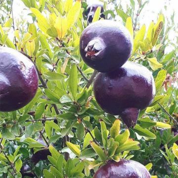 Punica granatum Black Fruit - Pomegranate