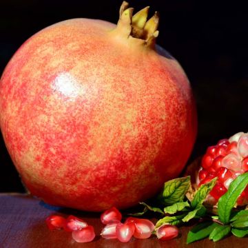 Punica granatum Malisi - Pomegranate