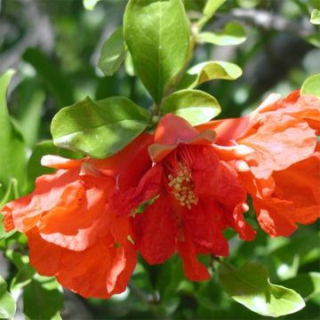 Punica granatum Maxima Rubra - Pomegranate