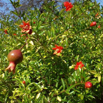 Punica granatum var. nana - Pomegranate