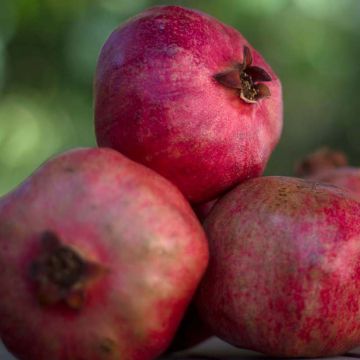 Punica granatum Noshi Shibari - Pomegranate