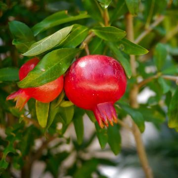 Punica granatum Wonderful - Pomegranate