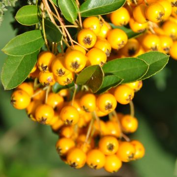 Pyracantha Soleil d'or - Buisson ardent Soleil d'or