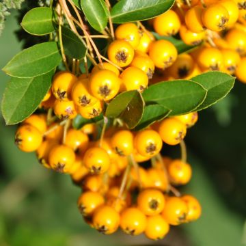 Pyracantha Soleil d'or