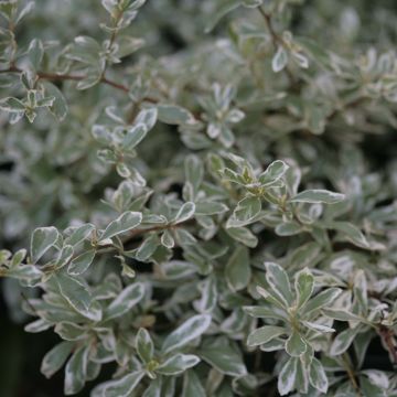 Pyracantha palustris Sparkler