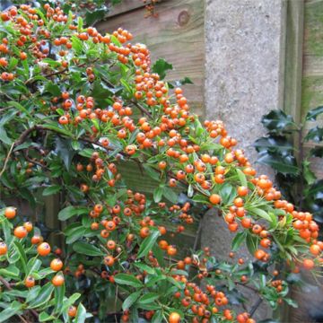 Pyracantha x coccinea Teton