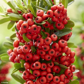 Pyracantha coccinea Red Star - Scarlet Firethorn