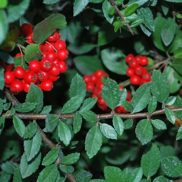 Pyracantha coccinea Red Column - Scarlet Firethorn