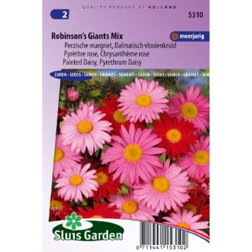 Chrysanthemum coccineum Robinson's Giants Mix