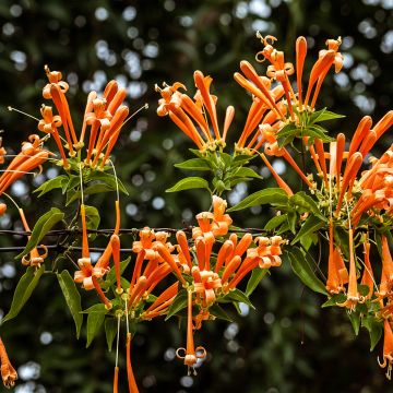 Pyrostegia venusta