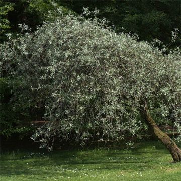 Pyrus salicifolia Pendula - Pendulous Willow-leaved Pear