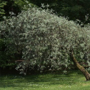 Pyrus salicifolia Pendula