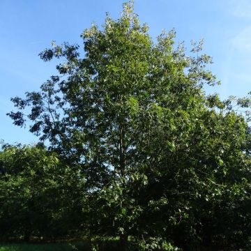 Quercus coccinea Splendens - Scarlet Oak