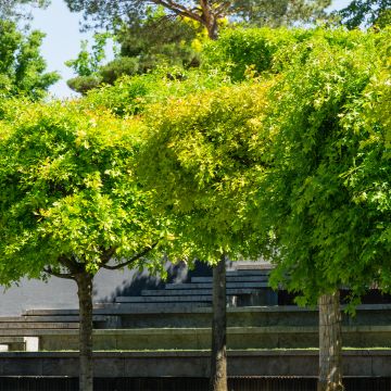 Quercus palustris Green Dwarf - Pin Oak