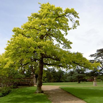 Quercus robur Concordia - English Oak