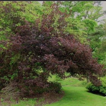 Quercus robur (pedonculata) Purpurascens (Sanguinea)