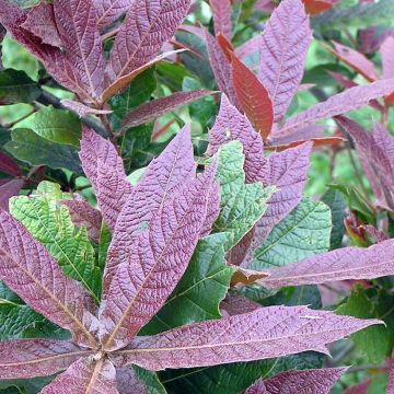 Quercus rysophylla Maya - Chêne à feuilles craquelées