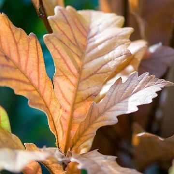 Quercus warei Windcandle