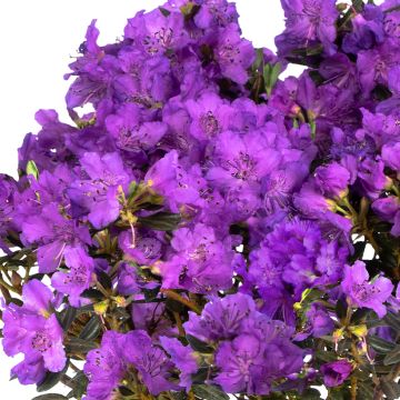 Rhododendron Lilly Bell Magic