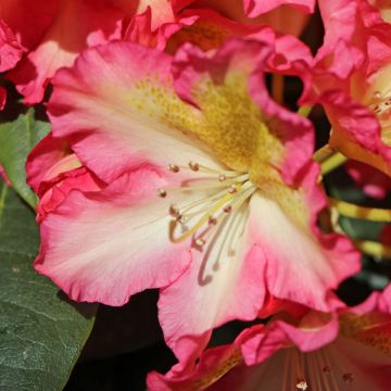 Rhododendron Raphaela