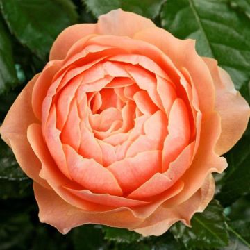 Rosa x floribunda 'Rochemenier Village' - Standard Rose