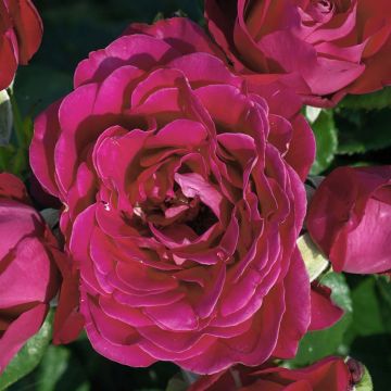 Rosa 'Dominica' - Standard Rose