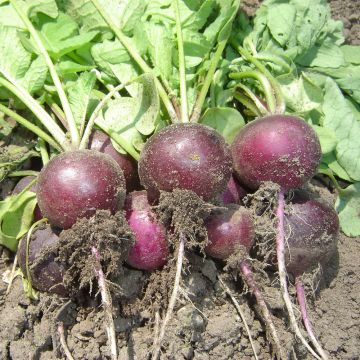Bacchus F1 Radish