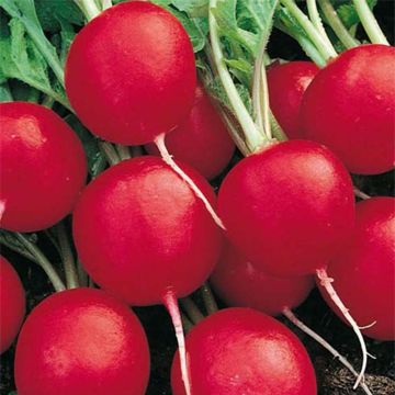 Radish Cerise