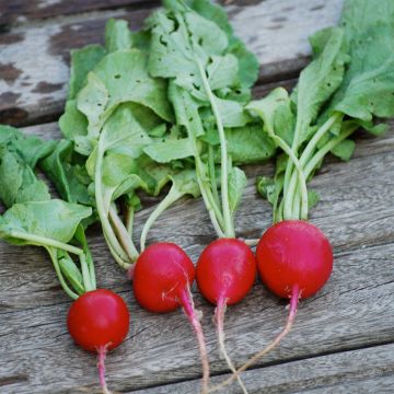 Giant Sicilian Radish NT - Ferme de Sainte Marthe seeds