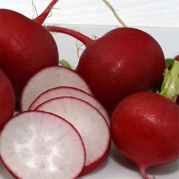 Radish Red Giant - Riesenbutter