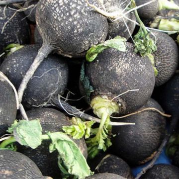 Radish Round Black Spanish